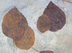 Epic Paleocene Fossil Leaf Association - Species #37198-2
